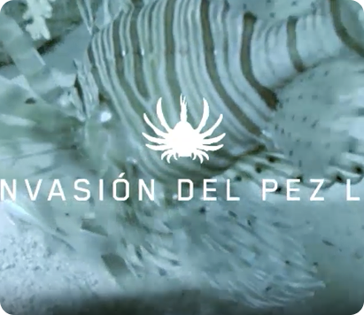 imagen pez